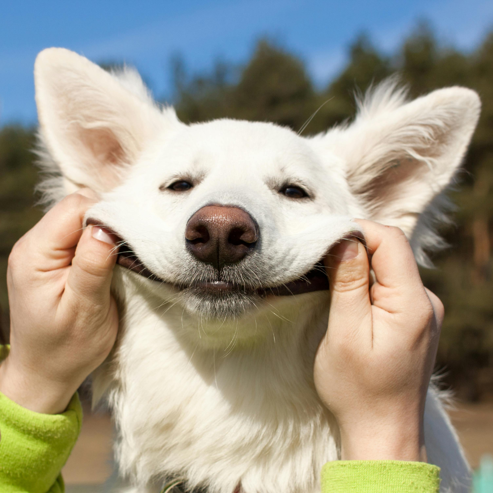 L'essentiel pour les animaux de compagnie
