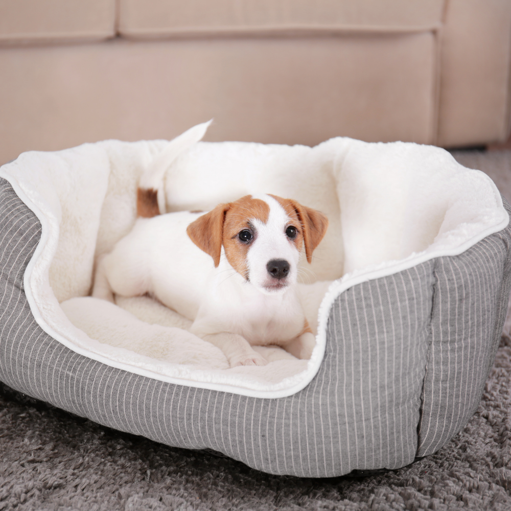 Lits et vêtements pour animaux