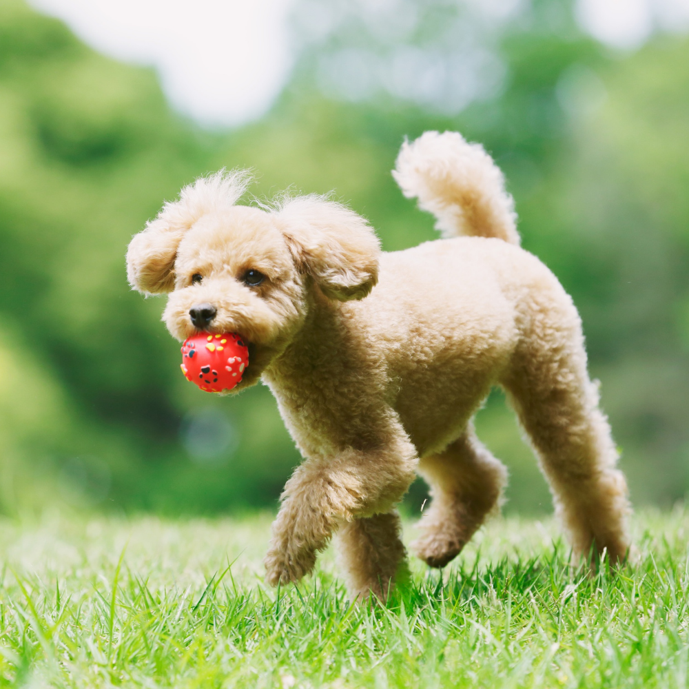 Jouets pour animaux de compagnie
