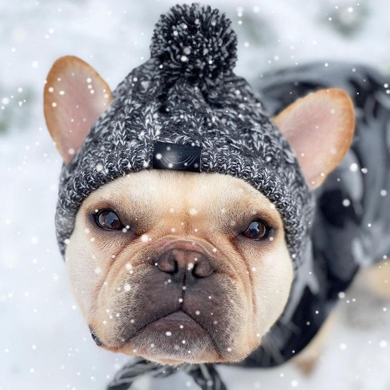 Accessoire d'hiver élégant pour chien avec cache-oreilles