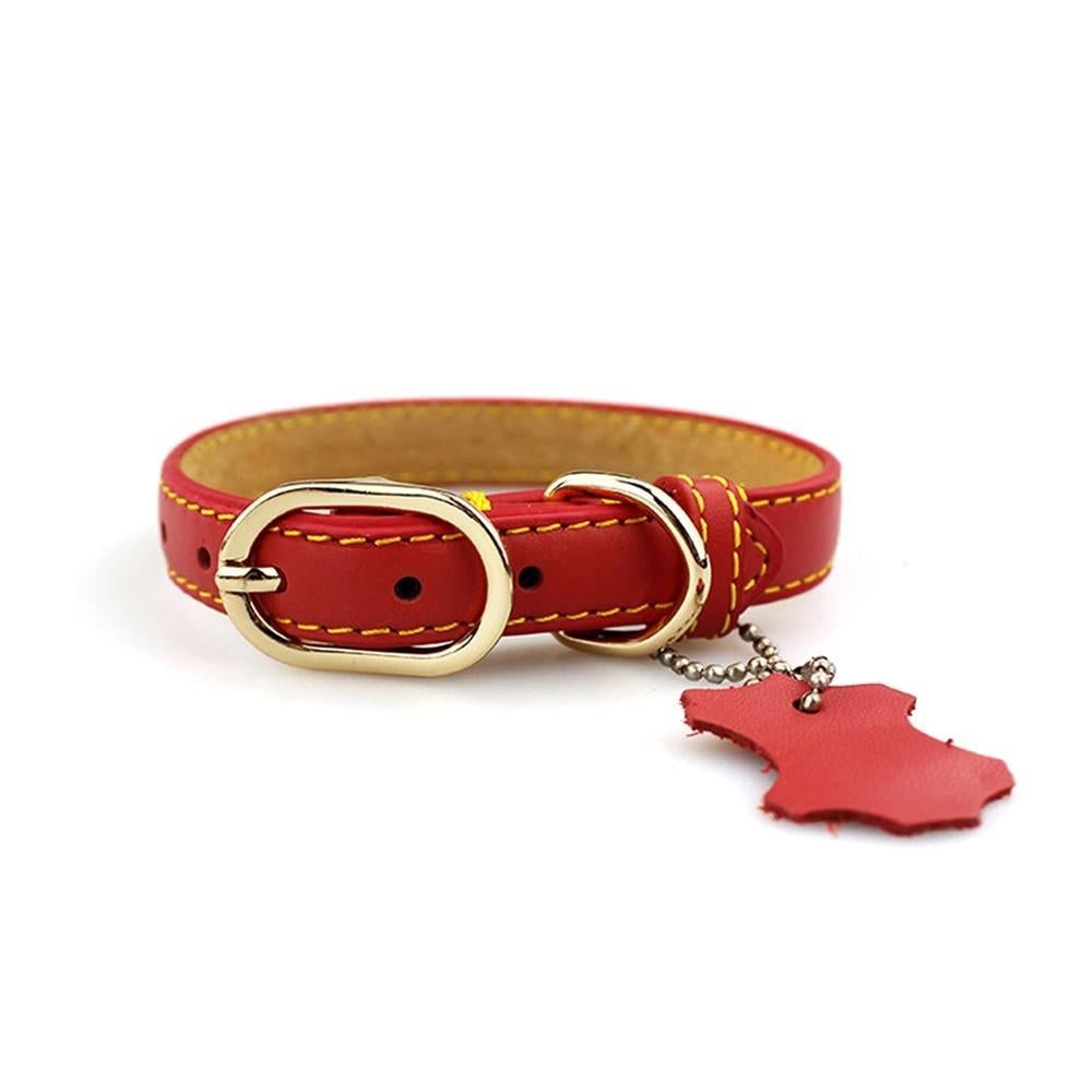 Collier pour chien avec double anneau en D et porte-étiquette