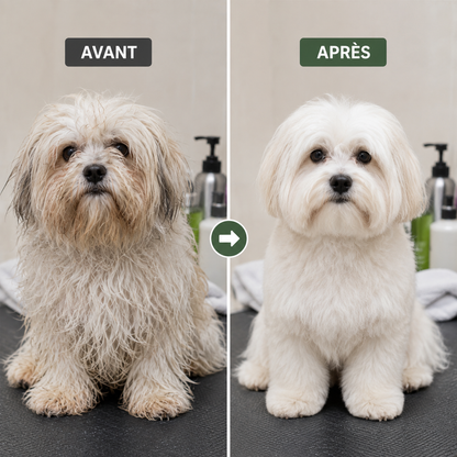 Avant et après l’utilisation de la brosse séchante sur le pelage d’un chien