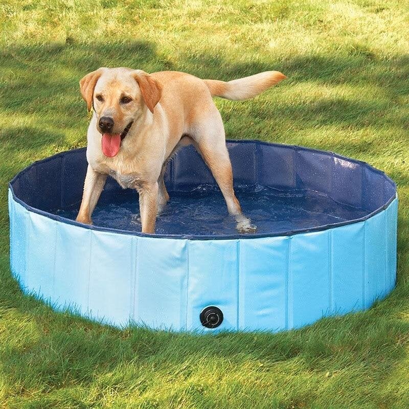 Piscine pour chien avec fond antidérapant