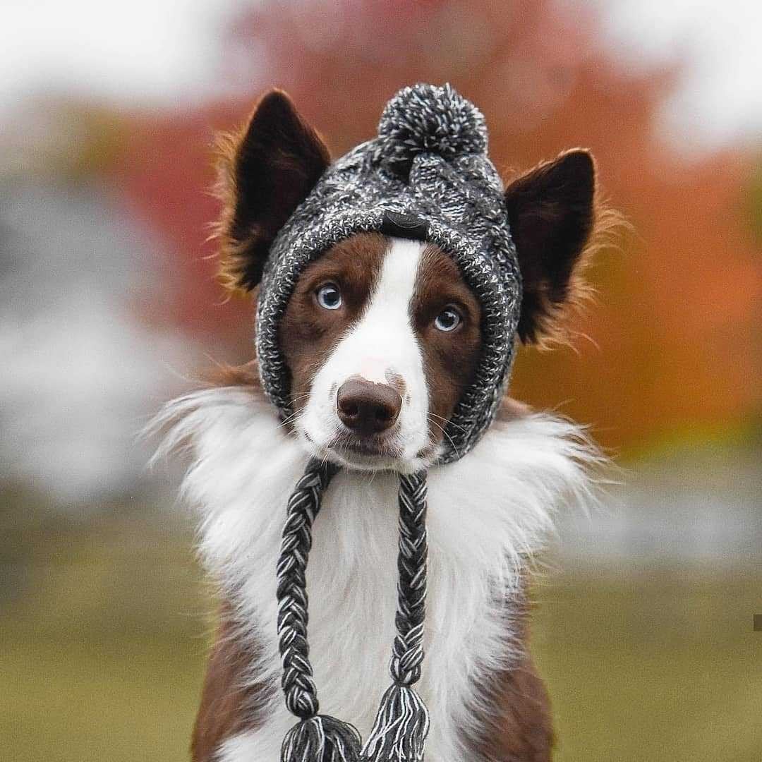 Bonnet tricoté chaud pour chien avec cache-oreilles