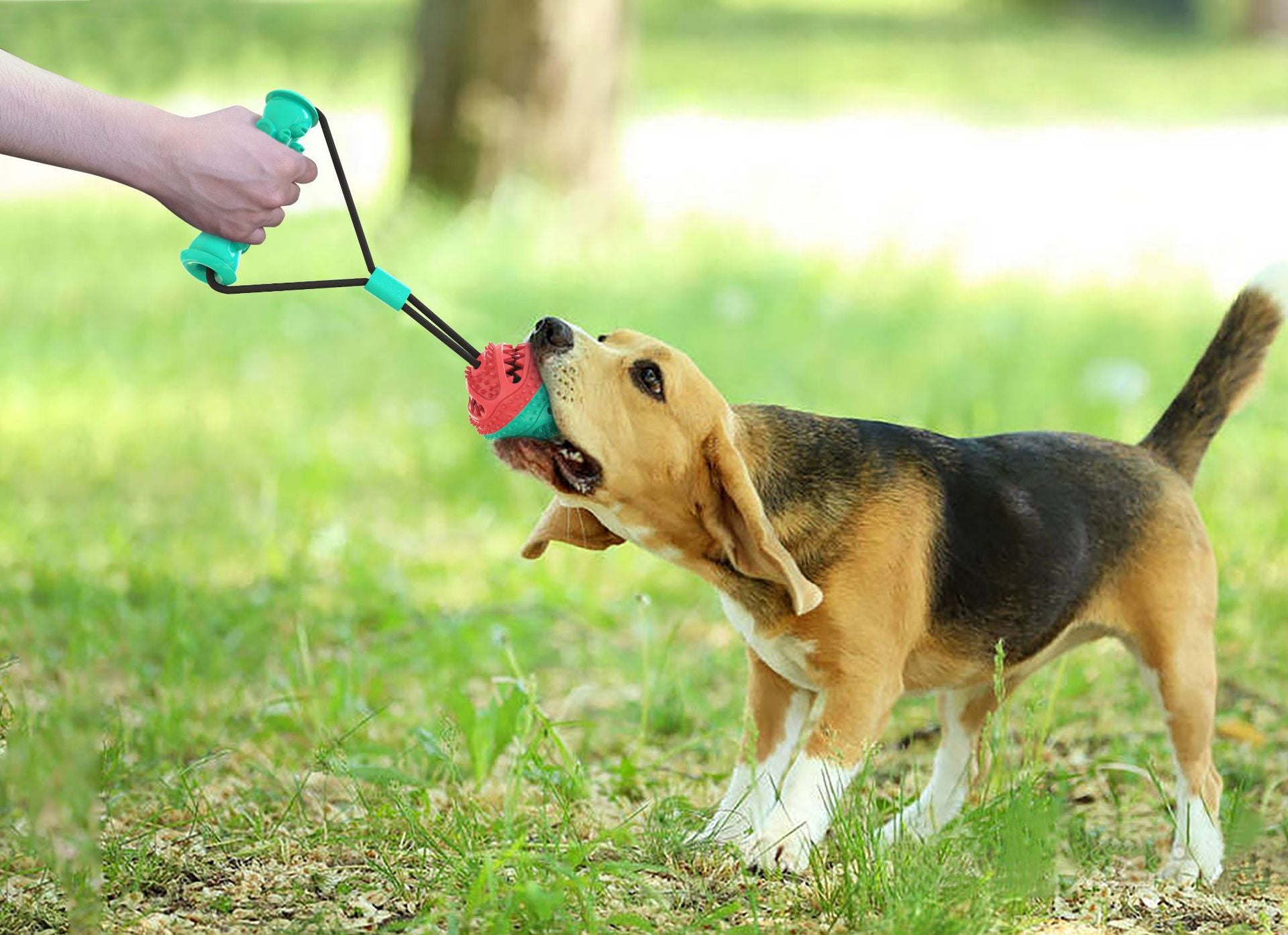 Balle d'entraînement et jouet à mâcher pour chien