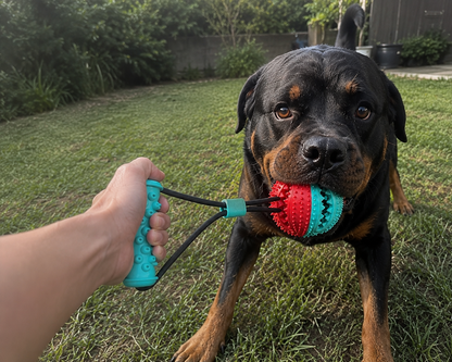 Jouet de traction pour chien avec balle texturée et poignée