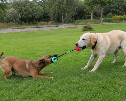 Deux chiens jouant ensemble avec un jouet de traction à balle